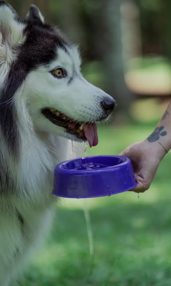 Perro bebiendo agua fresca de un bebedero limpio, destacando la importancia de mantener los recipientes sin olores para la salud de la mascota.