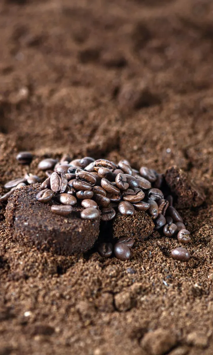 Cómo eliminar malos olores del departamento sin gastar en aromatizantes. Granos de café en un cuenco blanco sobre una encimera, utilizados como absorbente natural de malos olores en la cocina.
