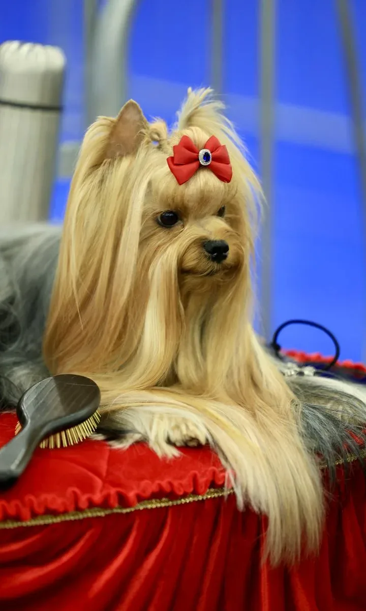 Persona cepillando a un perro de pelo largo con un cepillo adecuado, mostrando la técnica para evitar enredos.