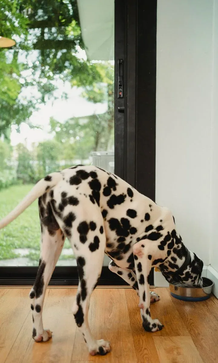 Rutina diaria de 10 minutos para hogares pequeños con mascotas. Un perro comiendo de un plato de comida en una cocina pequeña, ilustrando los beneficios de una mejor digestión y alimentación equilibrada con horarios fijos.