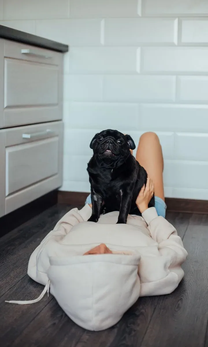 Rutina diaria de 10 minutos para hogares pequeños con mascotas. Una persona sentada en el suelo de una sala pequeña jugando con un perro, mostrando cómo el entrenamiento efectivo fortalece el vínculo entre el dueño y la mascota.
