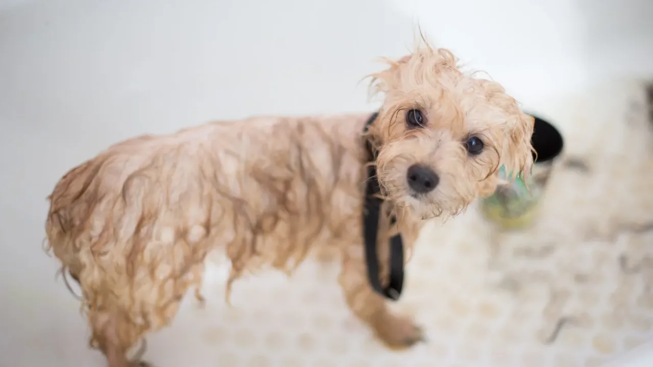 Un perro siendo bañado en una bañera con champú, representando el baño estratégico con productos neutralizadores de olores.