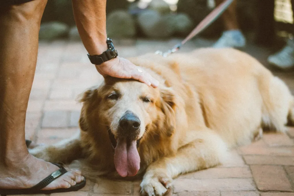 Una persona cepilla a un perro golden retriever en el suelo, ilustrando el día de cepillado profundo para controlar el pelo suelto.