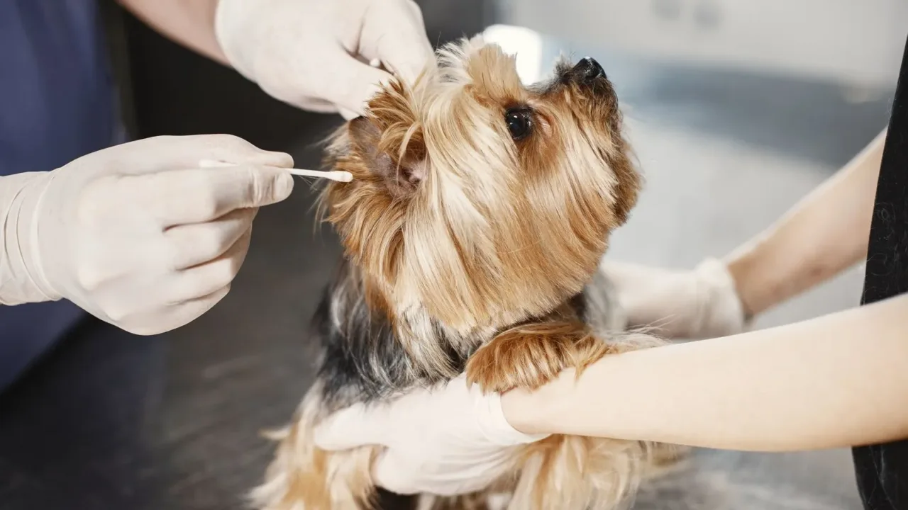 Una persona limpiando las orejas de un perro con un algodón, representando el cuidado dental y de oídos para reducir malos olores.